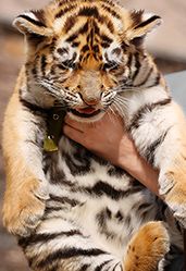 Sibirische Tigerbabys im Zoo Hannover